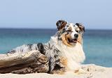 BERGER AUSTRALIEN 343